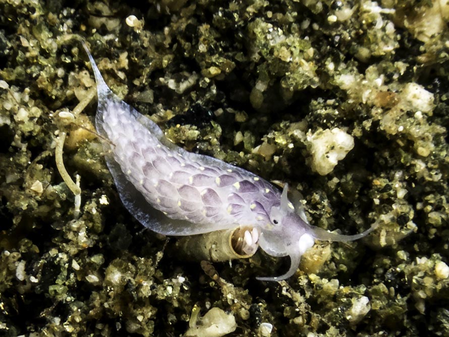 Cerberilla sp. B